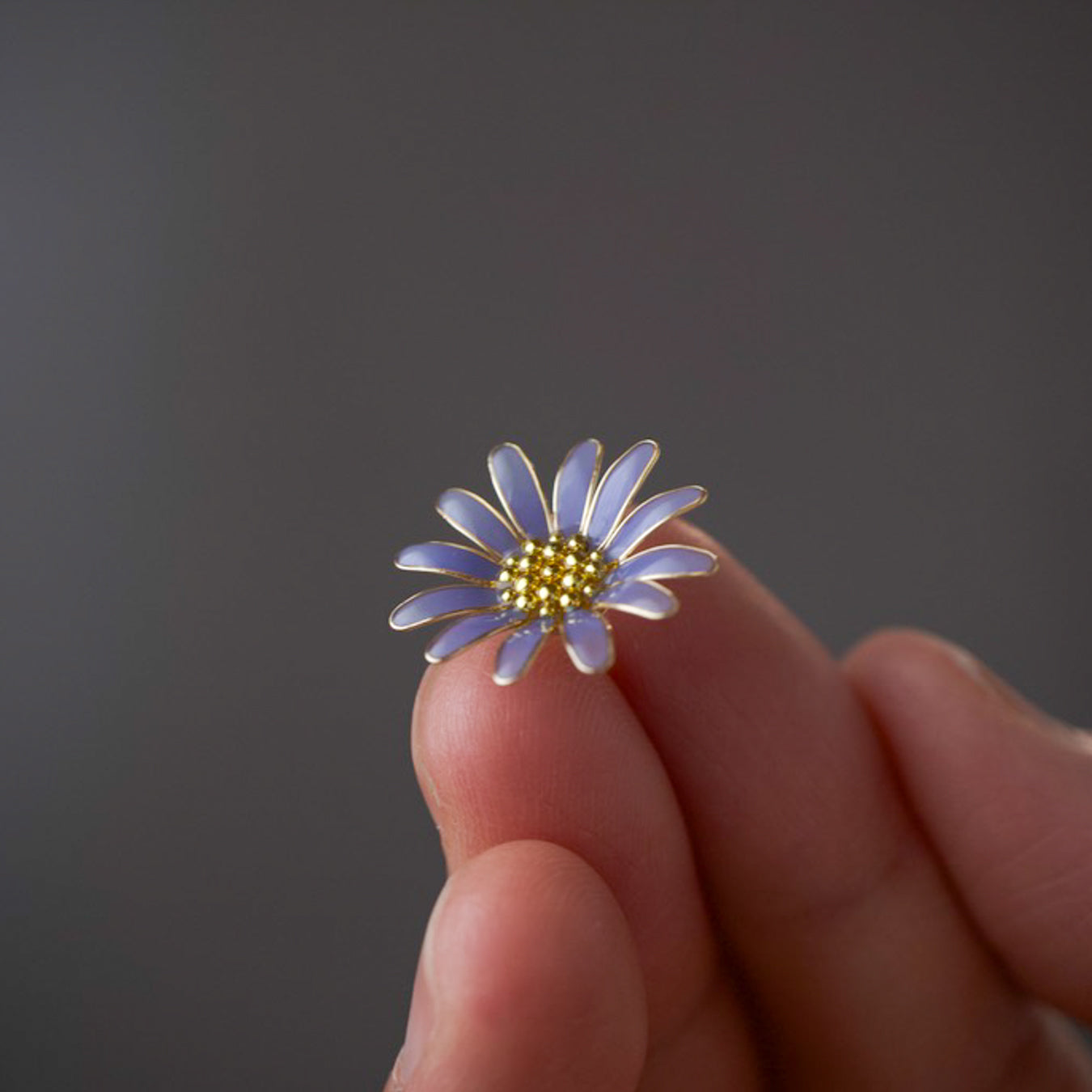 Blue daisy