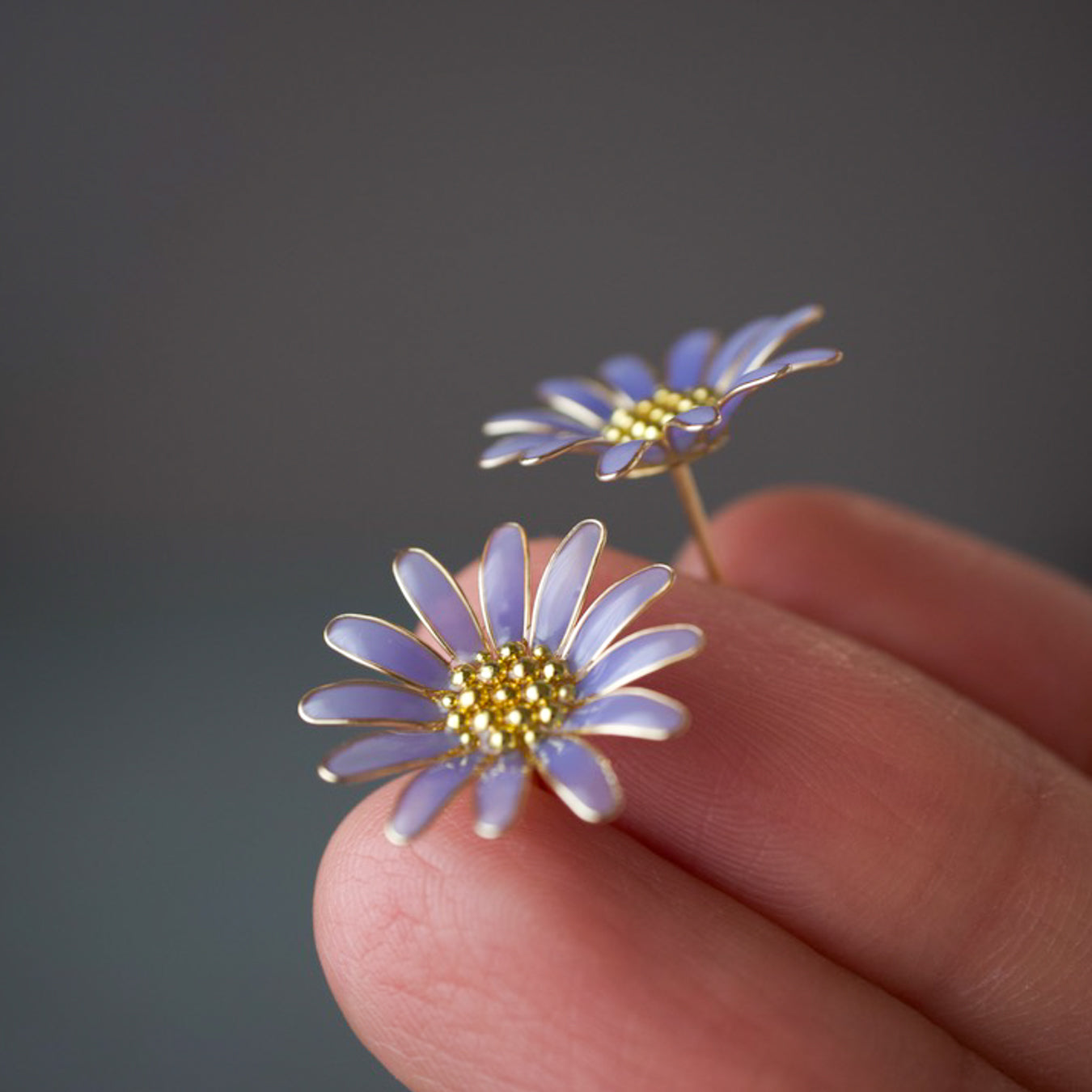 Blue daisy
